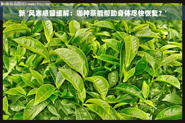 新 '风寒感冒缓解：哪种茶能帮助身体尽快恢复？'