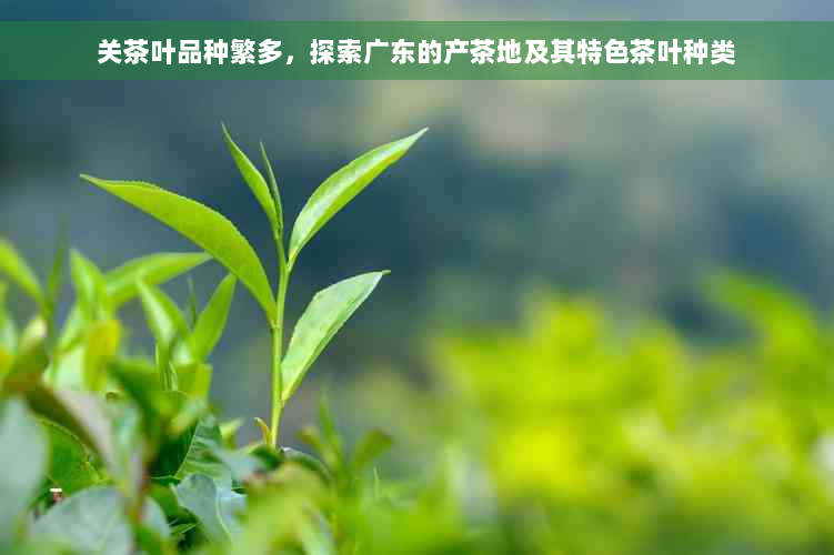 关茶叶品种繁多，探索广东的产茶地及其特色茶叶种类