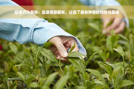 探索六大茶类：品道茗茶解析，让你了解各种茶的特性与品味