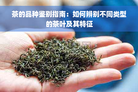 茶的品种鉴别指南：如何辨别不同类型的茶叶及其特征