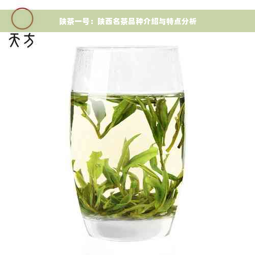 陕茶一号：陕西名茶品种介绍与特点分析