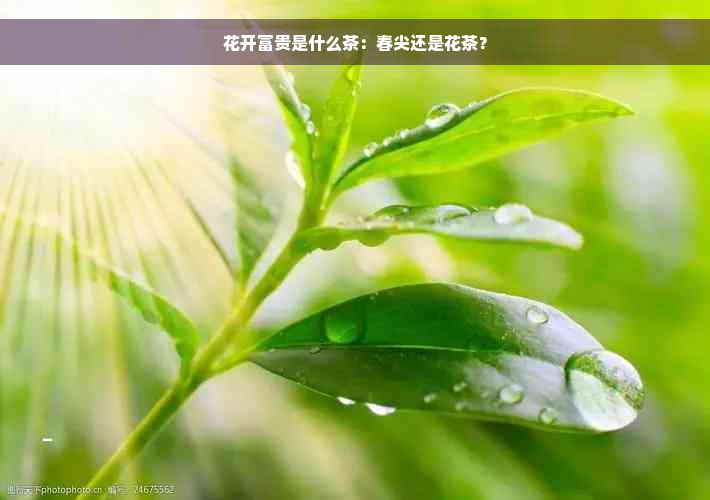 花开富贵是什么茶：春尖还是花茶？