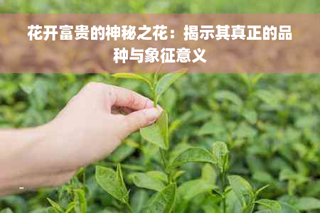 花开富贵的神秘之花：揭示其真正的品种与象征意义