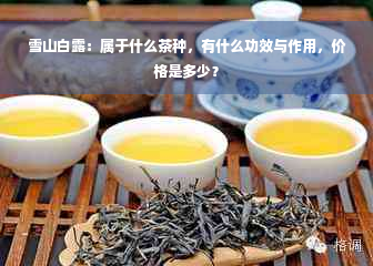 雪山白露：属于什么茶种，有什么功效与作用，价格是多少？