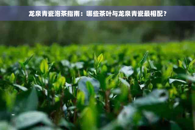 龙泉青瓷泡茶指南：哪些茶叶与龙泉青瓷最相配？