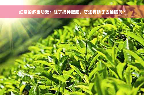 红茶的多重功效：除了提神醒脑，它还有助于去油腻吗？