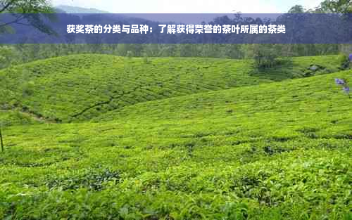 获奖茶的分类与品种：了解获得荣誉的茶叶所属的茶类