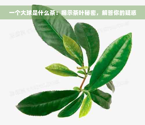 一个大球是什么茶：揭示茶叶秘密，解答你的疑惑