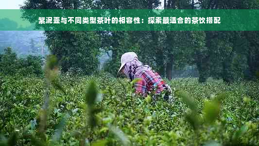 紫泥壶与不同类型茶叶的相容性：探索最适合的茶饮搭配