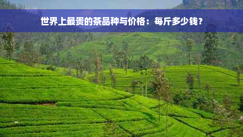 世界上最贵的茶品种与价格：每斤多少钱？