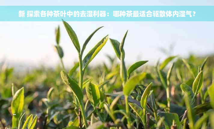 新 探索各种茶叶中的去湿利器：哪种茶最适合驱散体内湿气？