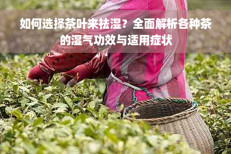 如何选择茶叶来祛湿？全面解析各种茶的湿气功效与适用症状