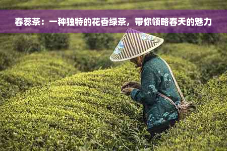 春蕊茶：一种独特的花香绿茶，带你领略春天的魅力