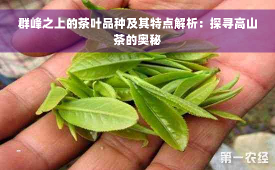 群峰之上的茶叶品种及其特点解析：探寻高山茶的奥秘