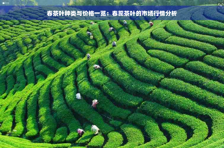 春茶叶种类与价格一览：春蕊茶叶的市场行情分析