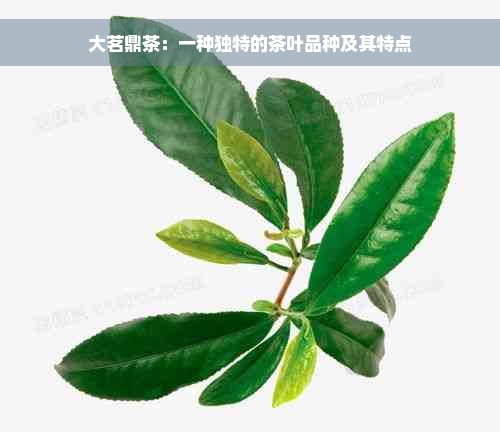 大茗鼎茶：一种独特的茶叶品种及其特点