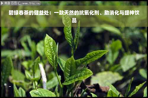 碧绿春茶的健益处：一款天然的抗氧化剂、助消化与提神饮品