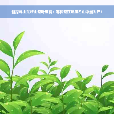 新探寻山东崂山茶叶宝藏：哪种茶在这座名山中最为产？