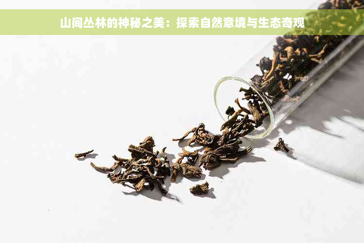 山间丛林的神秘之美：探索自然意境与生态奇观