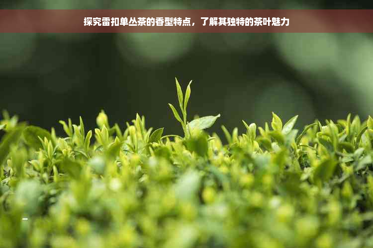 探究雷扣单丛茶的香型特点，了解其独特的茶叶魅力