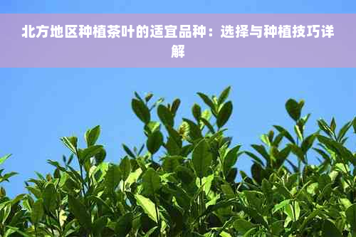 北方地区种植茶叶的适宜品种：选择与种植技巧详解