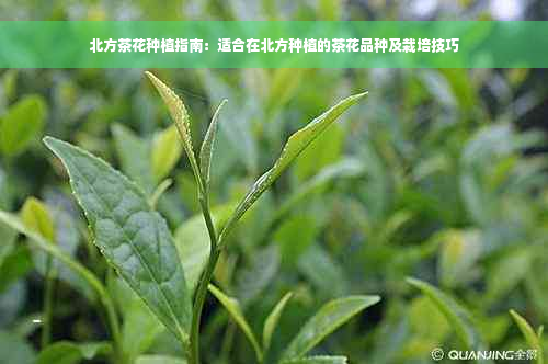 北方茶花种植指南：适合在北方种植的茶花品种及栽培技巧