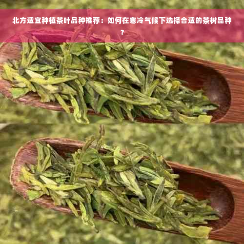 北方适宜种植茶叶品种推荐：如何在寒冷气候下选择合适的茶树品种？