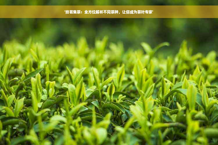 '拾茗集茶：全方位解析不同茶种，让你成为茶叶专家'