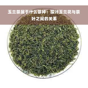 玉兰茶属于什么茶种：探讨玉兰花与茶叶之间的关系