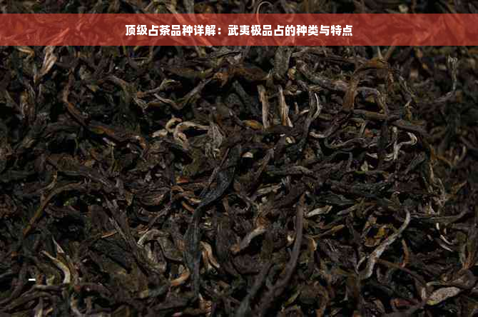 顶级占茶品种详解：武夷极品占的种类与特点