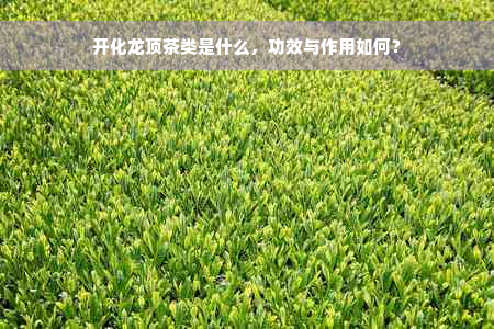 开化龙顶茶类是什么，功效与作用如何？