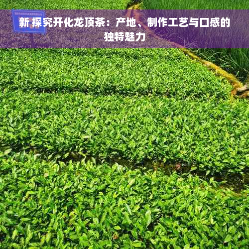 新 探究开化龙顶茶：产地、制作工艺与口感的独特魅力