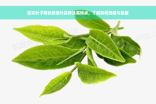 探究叶子细长的茶叶品种及其特点，了解如何选择与品鉴