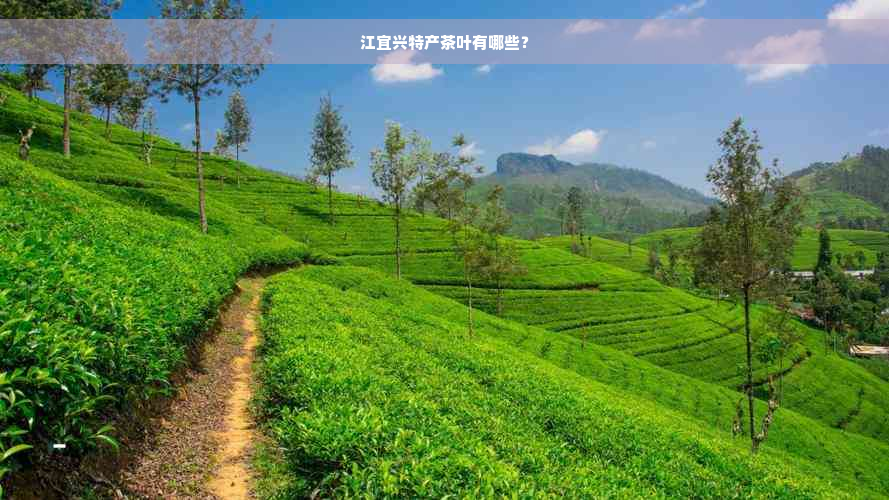 江宜兴特产茶叶有哪些？