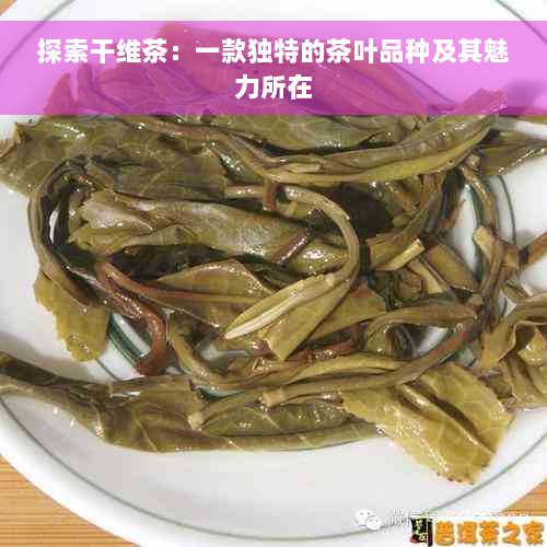 探索干维茶：一款独特的茶叶品种及其魅力所在