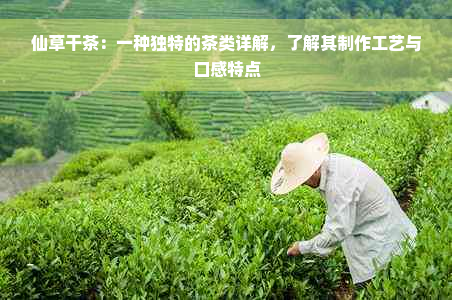 仙草干茶：一种独特的茶类详解，了解其制作工艺与口感特点