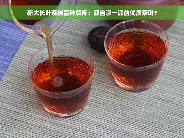 新大长叶茶树品种解析：源自哪一派的优质茶叶？