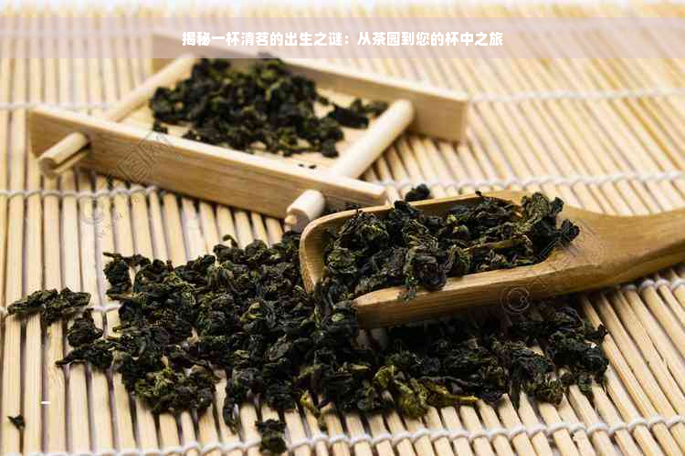 揭秘一杯清茗的出生之谜：从茶园到您的杯中之旅