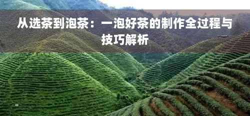 从选茶到泡茶：一泡好茶的制作全过程与技巧解析