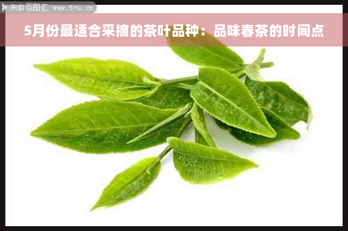 5月份最适合采摘的茶叶品种：品味春茶的时间点