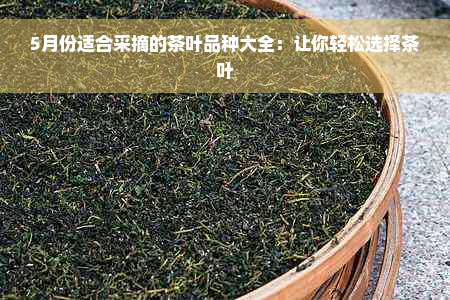 5月份适合采摘的茶叶品种大全：让你轻松选择茶叶