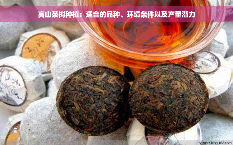 高山茶树种植：适合的品种、环境条件以及产量潜力