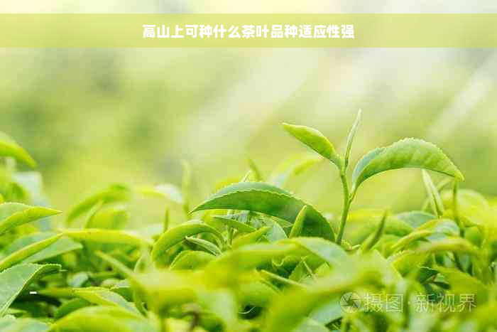 高山上可种什么茶叶品种适应性强