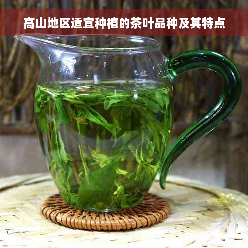 高山地区适宜种植的茶叶品种及其特点