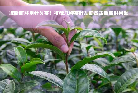 减脂肪肝用什么茶？推荐几种茶叶帮助改善脂肪肝问题。