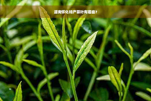 湖南怀化特产茶叶有哪些？