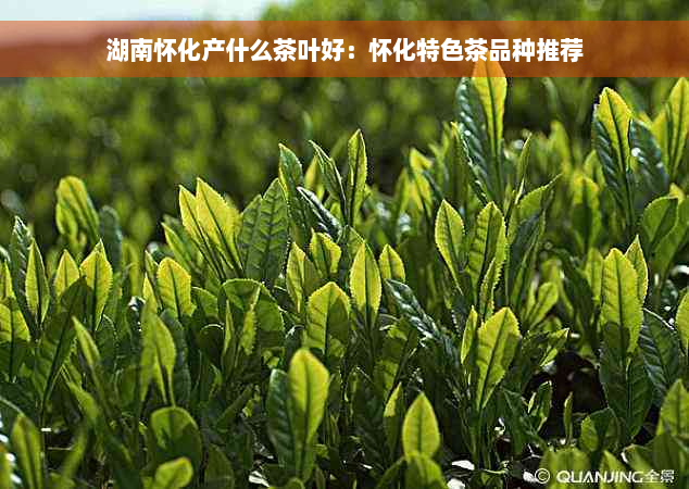 湖南怀化产什么茶叶好：怀化特色茶品种推荐