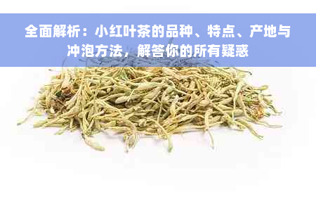 全面解析：小红叶茶的品种、特点、产地与冲泡方法，解答你的所有疑惑