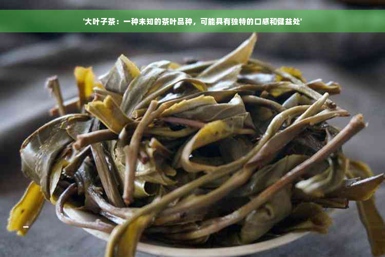 '大叶子茶：一种未知的茶叶品种，可能具有独特的口感和健益处'