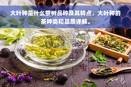 大叶种是什么茶树品种及其特点，大叶种的茶种类和品质详解。